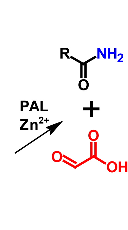 Amidation (in vivo) products