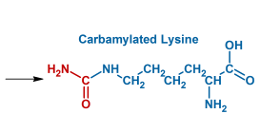 Carbamylation products