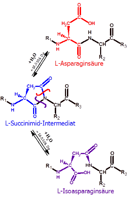 Deamidation (asparagine) products