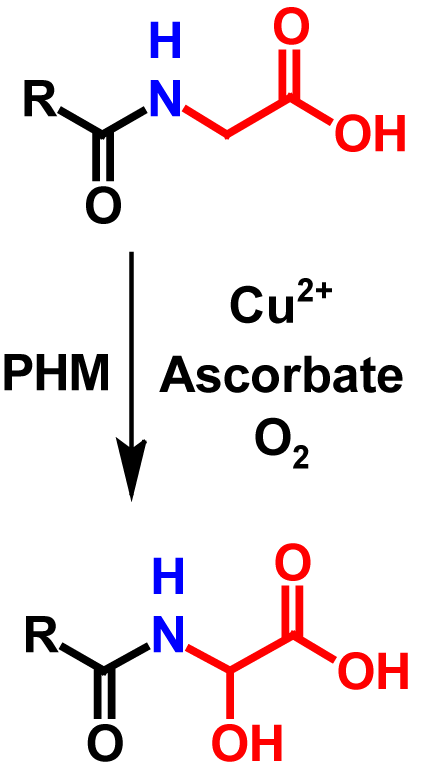 Amidation (in vivo) reactants