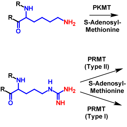 Methylation (Di) reactants