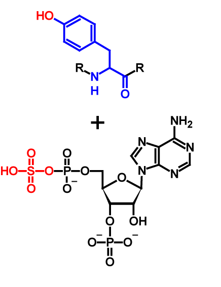 Sulfation reactants