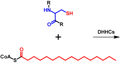 S-Palmitoylation reactants