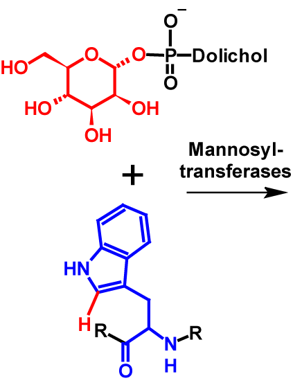 C-Mannosylation reactants