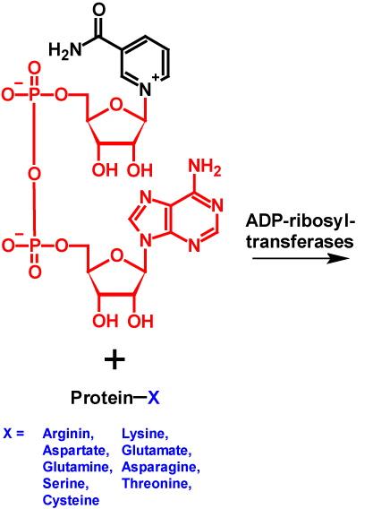 mono-ADP-ribosylation reactants