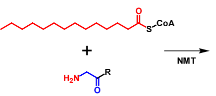 N-Myristoylation reactants
