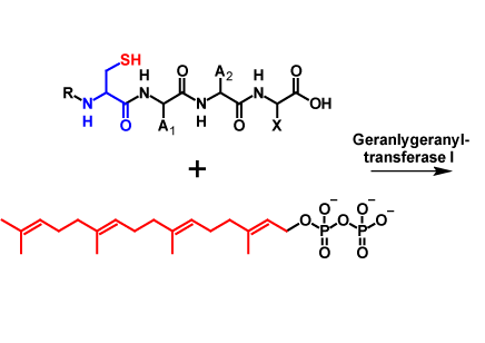 Geranylgeranylation reactants