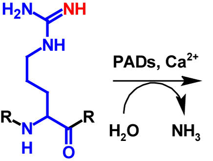 Citrullination reactants