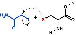 Alkylation (iodoacetamide) reactants