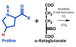 Hydroxylation (proline) reactants