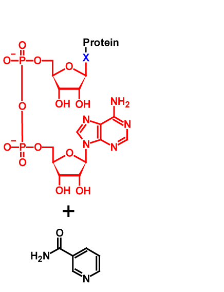 mono-ADP-ribosylation products