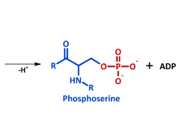 Phosphorylation products
