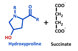 Hydroxylation (proline) products