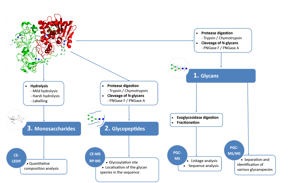 Overview of methods of glycan analysis