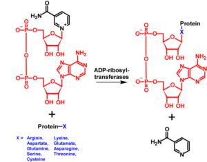 ADP-Ribosylation