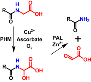 Amidation