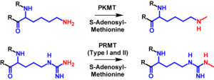 Methylation