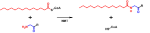 Acylation