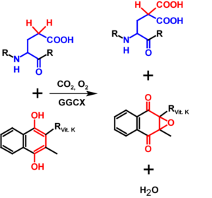 γ-Carboxylation